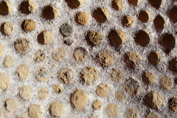 Petoskey Stone Close Up Michigan Fossil