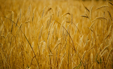 Close-up of beautiful rye ears. Selective focus.