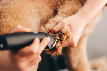 A groomer cuts a dog's paw.