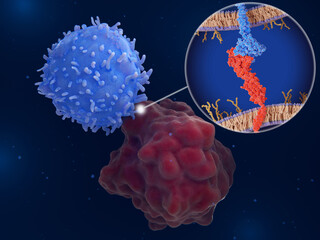 Immune checkpoint: Interaction between PD-1 (blue)  on a T-cell and PD-L1  (red) on a cancer cell inhibits T-cells