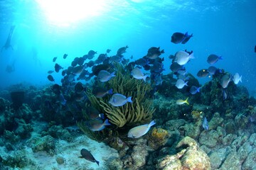 Fototapeta premium explosion of fishs