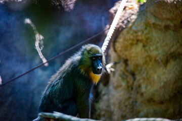 Selective focus shot of adorable Mandrill monkey on blur background in the zoo