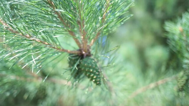 Blue atlas cedar cone on branch with green needles in forest. Evergreen coniferous tree. Cedrus Atlantica