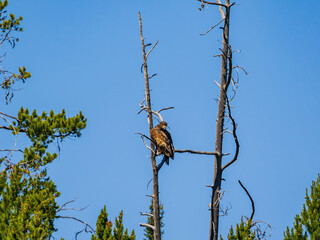 Close up shot of Bald eagle resting in Grand Teton National Park