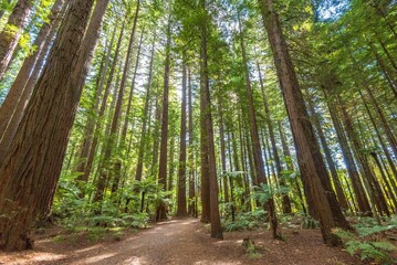 Beautiful landscape of tall trees in Redwood Park, Rotorua, North Island, New Zealand