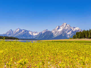 Obraz premium Sunny view of the Teton mountain range of Grand Teton National Park