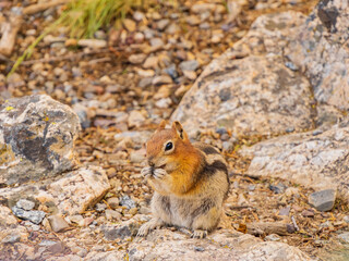 Close up shot of cute squirrel eating nuts in Grand Teton National Park