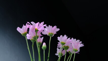 purple crocus flower, white background, copy space