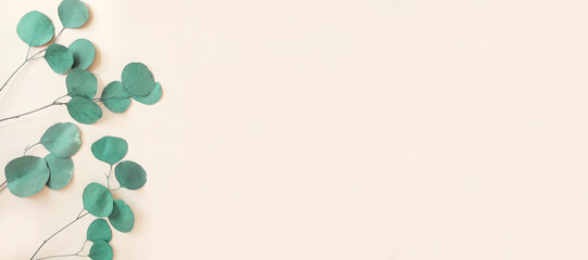 Eucalyptus branches on a beige background. Place for text. Green eucalyptus leaves isolated on neutral color. Floral layout. Horizontal banner mockup. Eucalyptus gunnii Silver Drop. Flat lay Top View