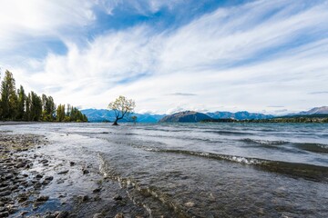 Scenic shot of the Wanaka Willow tree at the end of the lake in Otago, South Island, New Zealand