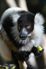 Naklejka premium Black and white ruffed lemur (Varecia variegata) MADAGASCAR 