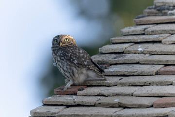 Little Owl Athene noctua in a farm