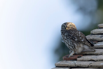 Little Owl Athene noctua in a farm