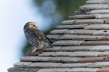 Little Owl Athene noctua in a farm