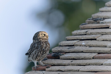Little Owl Athene noctua in a farm