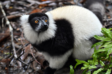 Black and white ruffed lemur (Varecia variegata) MADAGASCAR 