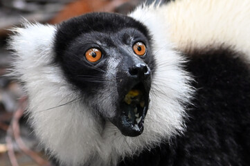 Black and white ruffed lemur (Varecia variegata) MADAGASCAR 