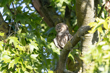 Little Owl Athene noctua in a farm