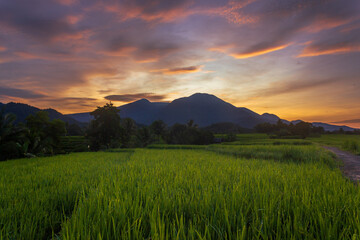 Indonesian natural panorama in the morning the sun rises over the mountain among the green rice fields in Bengkulu
