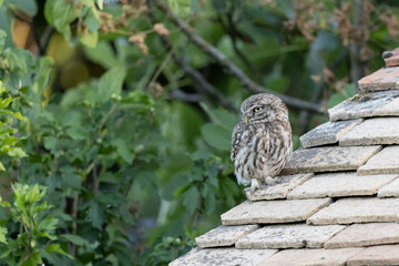 Little Owl Athene noctua in a farm