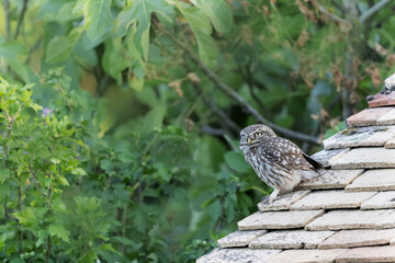 Little Owl Athene noctua in a farm