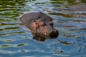  A baby hippopotamus bathing