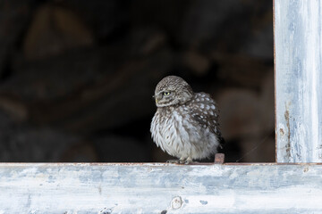 Little Owl Athene noctua in a farm
