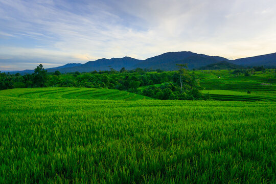Indonesian natural scenery. Morning panorama in beautiful green rice terraces on the mountain
