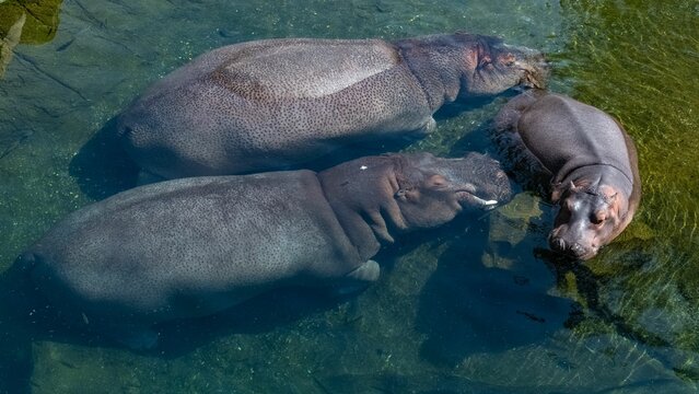  A Baby Hippopotamus Bathing In The Lake