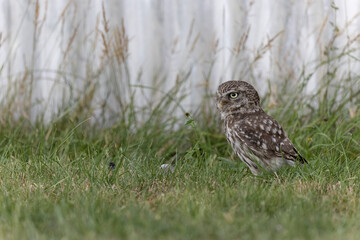 Little Owl Athene noctua in a farm