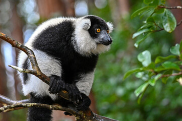Black and white ruffed lemur (Varecia variegata) MADAGASCAR 