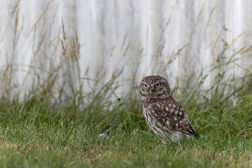 Little Owl Athene noctua in a farm