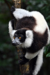 Black and white ruffed lemur (Varecia variegata) MADAGASCAR 