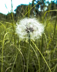 Vertical shot of common dandelion blossoming in the garden © James Henry/Wirestock Creators