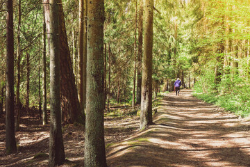 Back view woman on forest trail road walk with nordic sticks in forest surrounded with trees. Texture and nature well-being concept background