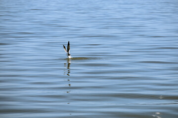 Bird water and fisherman in south east louisiana marsh