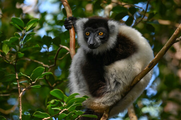 Black and white ruffed lemur (Varecia variegata) MADAGASCAR 