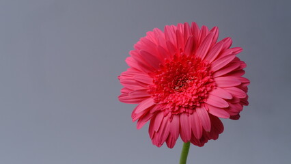 pink gerbera flower, space copy, white background