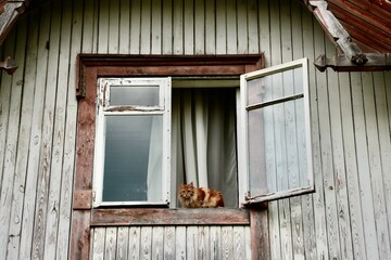 Blonde woolly cat sat on the open window of the old wooden house