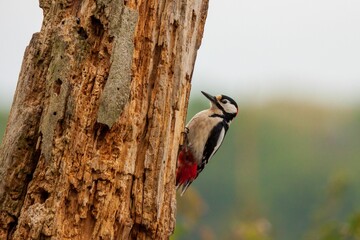 Selective focus shot of a great spotted woodpecker (Dendrocopos major) perched on a tree