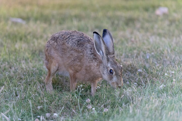 European Hare Lepus europeae in a meadow