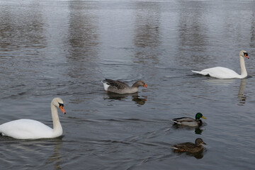 gray goose and mute swan in water