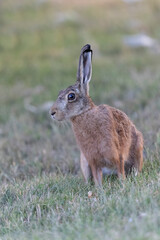 Naklejka na ściany i meble European Hare Lepus europeae in a meadow