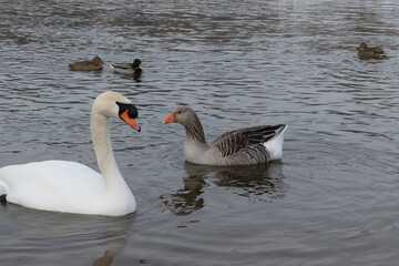 gray goose and mute swan in water