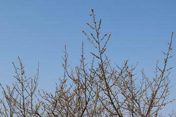 branches against blue sky