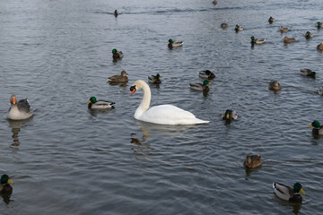 mallards and mute swan in the water