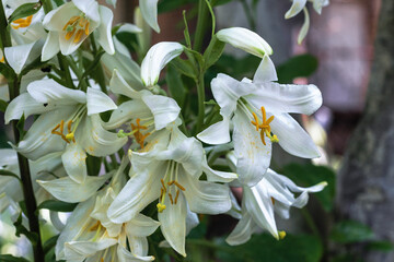 Obraz premium White lily flowers blooming on a sunny day in the shade of foliage. A white lily bloomed in the garden. Lily in a flower bed close-up on a blurry background. Selective focus.