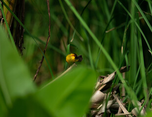 Bird in the grass filed