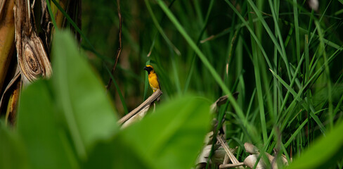 Bird in the grass filed