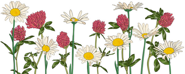 oxeye daisies and red clover flowers, vector drawing wild plants isolated at white background , hand drawn botanical illustration